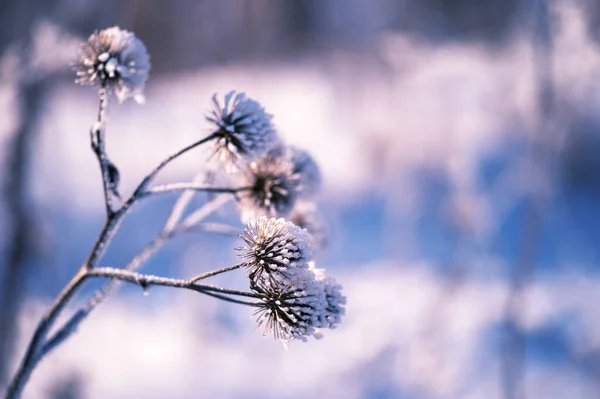 Trockene Disteln mit Frost bedeckt auf dem Hintergrund von blauem Schnee. Der natürliche Hintergrund — Stockfoto