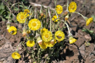 Tussilago farfara tıbbi bitki. Parlak sarı çiçekler Tussilago farfara 'da, güneş ışığında, dünyanın kahverengi arka planında. Arkaplan