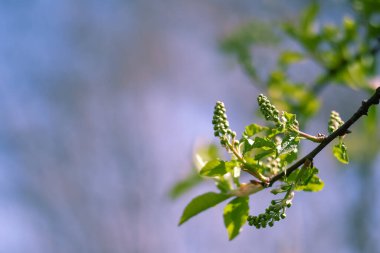 Bir bahar sabahı tomurcuk kümeleri olan yeşil bir dal bir bahçe ve mavi bir gökyüzünün arka planına karşı. Geçmişi. Seçici odak
