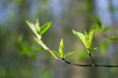 Gün ışığında, güzel, bulanık bir bokeh arkaplanı olan genç, yeşil bir kiraz dalı. Seçici odak