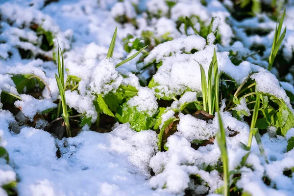 Grünes Gras sprießt aus nächster Nähe in Wassertropfen, Frost und an einem sonnigen Tag mit Neuschnee bedeckt. Hintergrund — Stockfoto