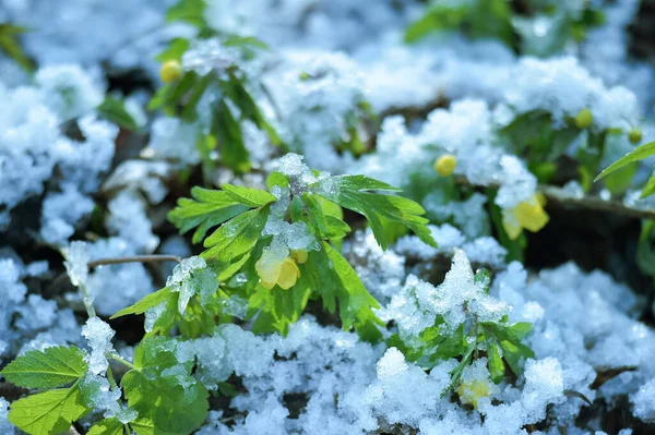 Frühlingsprimeln Anemone-Hahnenfuß übersät mit Schnee im Vorfrühling an einem sonnigen Tag. Hintergrund — Stockfoto