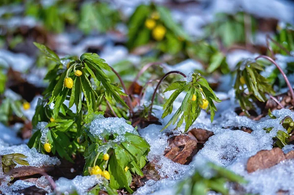 Frühlingsgelbe Primeln des Anemone-Ranunkels, übersät mit Schnee im Vorfrühling an einem sonnigen Tag. Hintergrund — Stockfoto