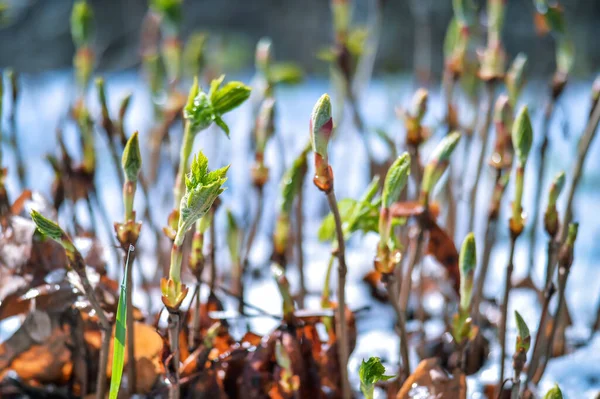 Die Stängel des Strauches im Moment der grünen Blätter blühen vor dem Hintergrund des frisch gefallenen Frühlingsschnees im Park. Hintergrund. — Stockfoto