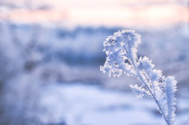 A branch densely covered closeup with frost scales on a frosty winter morning against the background of a blurred lake and a snow-covered forest. Background. Selective focus
