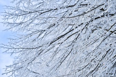 Blurred.Tree branches thickly covered with frost at sunrise on a frosty winter morning. Background. Selective focus