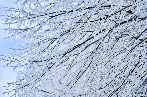Blurred.Tree branches thickly covered with frost at sunrise on a frosty winter morning. Background. Selective focus