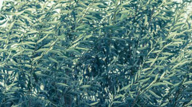 Rüzgarda hışırdayan yeşil söğüt yapraklı dalların dokulu arka planı. Doğal arkaplan.