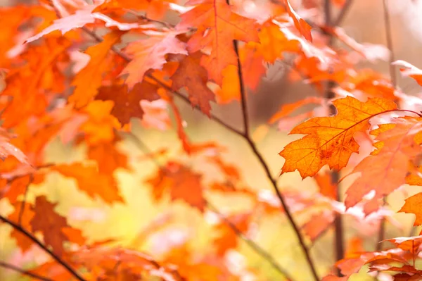 Hojas carmesí coloridas de arce canadiense sobre un fondo de follaje de otoño amarillo borroso. Antecedentes Enfoque selectivo — Foto de Stock