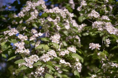 Güneşli bir günde, yeşil bir dalda, çiçek açan bir bahar bahçesinin arka planına karşı beyaz çiçeklerin infloresanları. Arkaplan