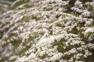 Çiçek açan çalılar, küçük beyaz çiçeklerin içinde, bahar sabahının yumuşak ışığında. Geçmişi. Seçici odak
