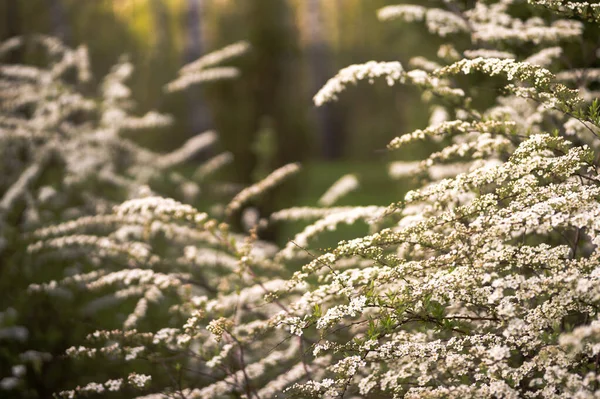 꽃이 피어나는 스피레아 숲을 가까이 서 보니, 공원의 푸른 나무들 과 대조적으로 봄날 아침 의부드러운 빛을 받는 작고 하얀 꽃들이 옹기종기 모여 있습니다. 백 그라운드. 선택적 초점 — 스톡 사진