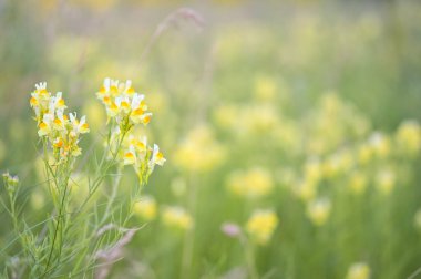 Narin sarı çiçeklerdeki çiçek açan bir toadflax çalısı yeşil çiçek açan bir yaz otlağının arka planına karşı büyüktür. Arkaplan