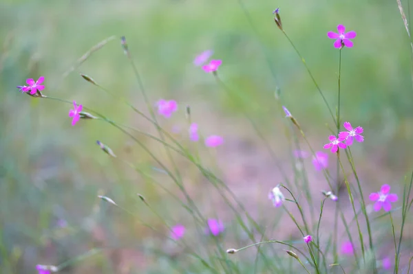Carnation field close-up during flowering grows as a bush in the forest clearing. Pozadí. Selektivní zaměření — Stock fotografie
