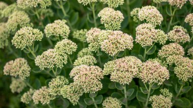 Ochitnik bitkisinin pembe tonuna sahip beyaz kızılötesi ışınlar bir yaz sabahının üniforma aydınlatmasında. Organik arkaplan.
