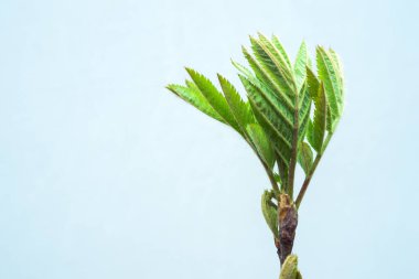 Genç bir Rowan çekiminin tepesi soluk mavi bir arka plandadır. Büyüme kavramı. Seçici odak.