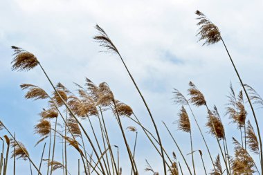 Gri bir gökyüzü bulutlu bir günde Panicles köpekler kuru. Merkezi depo keskinliğini.