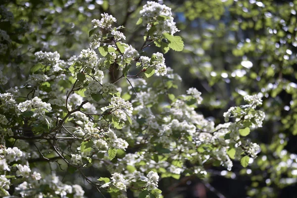 Inflorescences Fleurs Blanches Sur Une Branche Verte Sur Fond Jardin — Photo