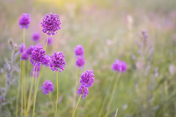 Grupp Vilda Fält Lök Växter Frodiga Blommande Sfäriska Blomstã Llningar — Stockfoto