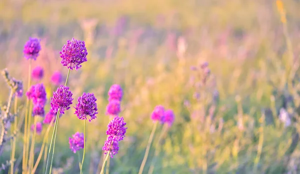 Skupina Polních Cibulovitých Rostlin Bujném Kvetoucím Kulovitém Rozkvětu Zblízka Letním — Stock fotografie