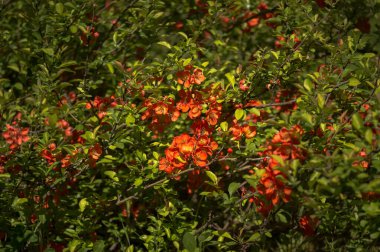 Çiçekli bir ayva çalısı parlak yeşil yaprakların arka planına kırmızı çiçeklerle saçılmıştır. Geçmişi. Seçici odak.