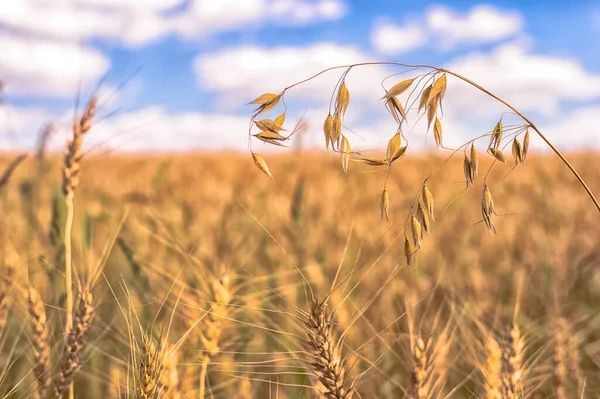 Sarı buğday tarlasına yakın çekim yulaf kulağı ve bulutlu mavi bir gökyüzü. Arkaplan.