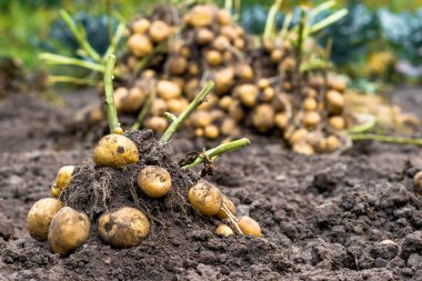 Yakın plan kazılmış yeni kazılmış patates çalısı. Yatağın üstünde yeşil filizler var. Patates yığınının arka planında. Arkaplan.