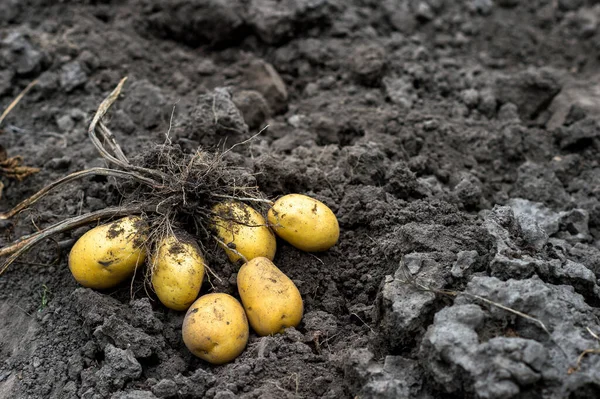 Ein Frisch Gegrabener Strauch Gelber Kartoffeln Großaufnahme Auf Einem Beet — Stockfoto