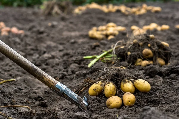 Buisson Fraîchement Creusé Pommes Terre Jaunes Sur Une Pelle Gros — Photo