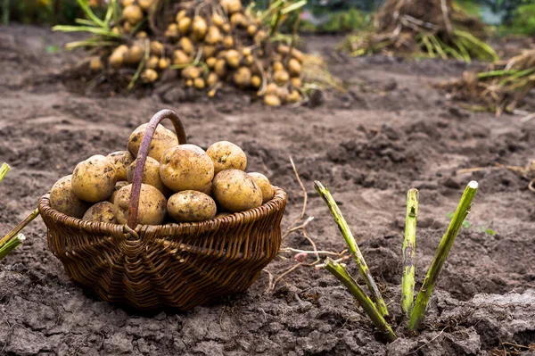 Ein Korb Mit Gelben Kartoffelknollen Großaufnahme Mit Einem Kartoffelstrauch Garten — Stockfoto