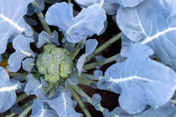 ブロッコリーは庭のベッドの雨滴でクローズアップされます 健康的な農産物の概念 トップ表示 — ストック写真