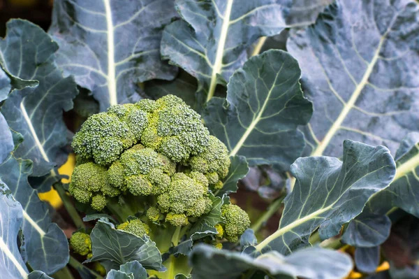 Bahçede Olgun Bir Şişkinlik Olan Brokoli Kuşkonmaz Lahanası Çalısı Arkaplan — Stok fotoğraf