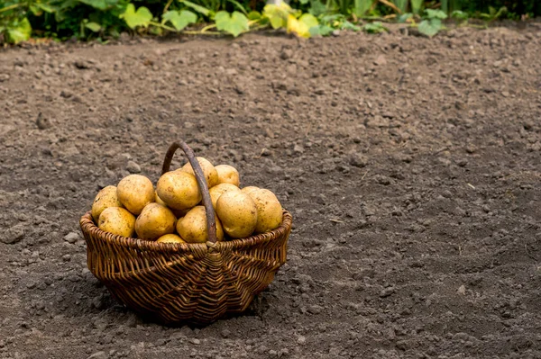 Pommes Terre Récoltées Dans Panier Sur Fond Des Terres Labourées — Photo