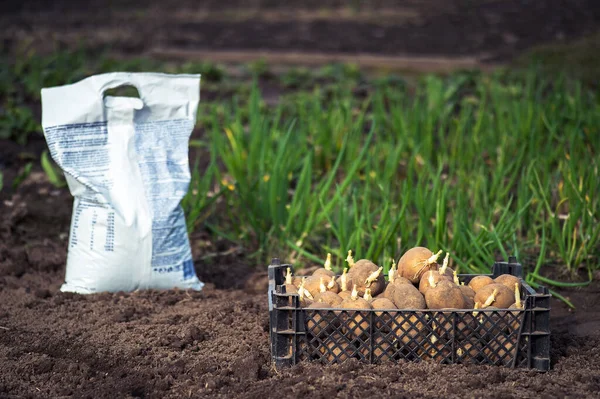Gekeimte Kartoffelknollen bereit für die Pflanzung mit einer weißen Düngemittelverpackung auf dem Hintergrund eines Beetes mit Zwiebelgrün. Hintergrund. Selektiver Fokus auf Kartoffelkeime. — Stockfoto