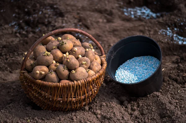 Hasır sepetinde yeşil lahanalı patates şişeleri ve dikmek için mavi-beyaz gübre kapları..