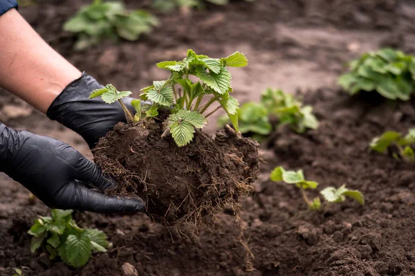 Les mains d'un agriculteur en gants noirs tiennent un jeune buisson de fraises avant de planter sur le fond du jardin. — Photo