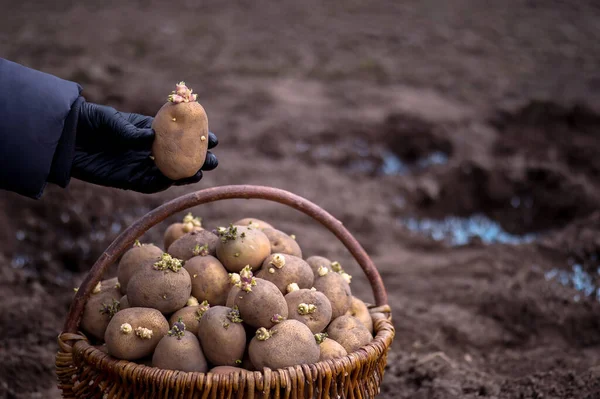 Une main de fermier dans un gant noir tient un tubercule de pomme de terre germé en gros plan sur le fond d'un panier avec des graines et des granules d'engrais bleu dans les trous de plantation. Contexte — Photo