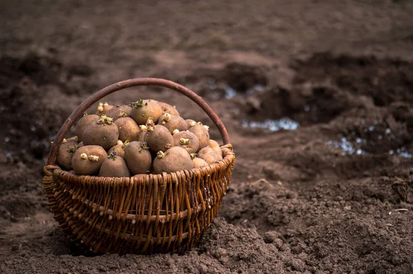 Sprießende Kartoffelknollen in einem Weidenkorb zum Pflanzen auf dem Hintergrund einer Furche mit Düngerpellets. Hintergrund — Stockfoto