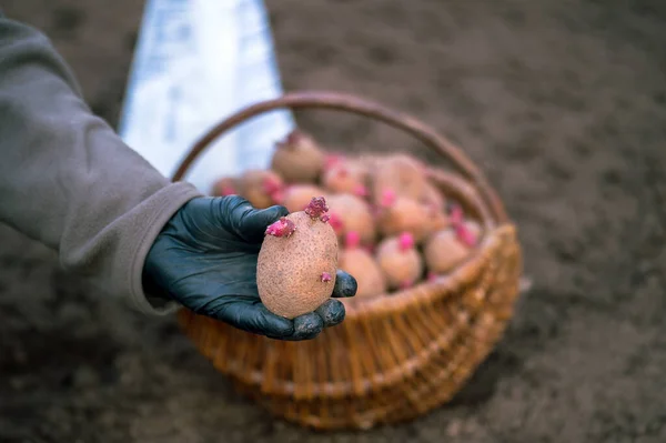 Eine Bauernhand in einem schwarzen Handschuh hält eine rosa Kartoffelknolle in Großaufnahme vor dem Hintergrund eines Korbes mit Saatgut, einer weißen Tüte mit Dünger und gepflügtem Land. Hintergrund — Stockfoto