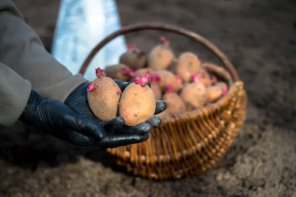 Ein Bauer in schwarzen Handschuhen hält zwei Knollen rosa Kartoffeln in Großaufnahme vor dem Hintergrund eines Korbes mit Saatgut, eines weißen Beutels mit Dünger und gepflügtem Land. Hintergrund — Stockfoto