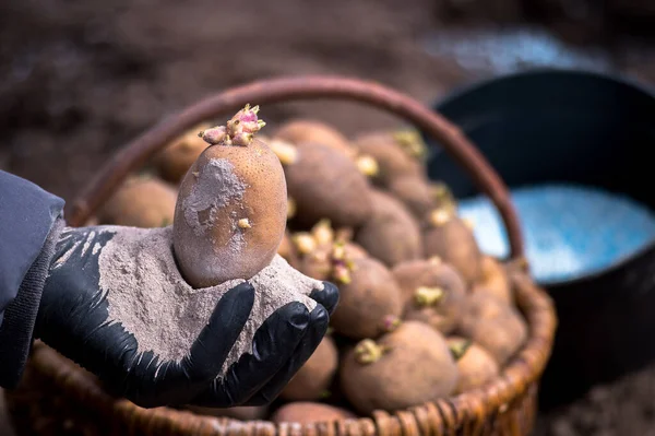 Ένας αγρότης χέρι σε ένα μαύρο γάντι κρατά ένα φυτρωμένο κονδύλι πατάτας σε κοντινό πλάνο σε μια χούφτα τέφρας στο φόντο ενός καλαθιού με σπόρους και έναν κουβά με μπλε κόκκους λιπάσματος. Ιστορικό Εικόνα Αρχείου