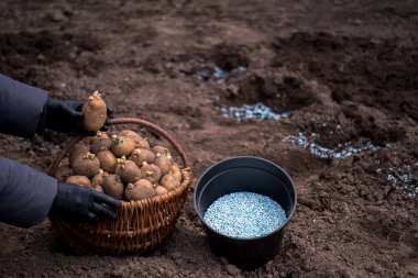 Siyah eldivenli bir çiftçi patates sepetinin üzerinde patates tohumu ve gübre tanecikleriyle dolu siyah bir kap tutuyor..