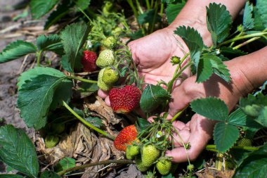 Dişi çiftçiler, yakın plan yeşil çalılardan çilek topluyor. Geçmişi. Sağlıklı tarım ürünleri kavramı