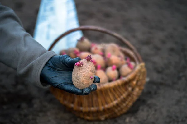 Une main de fermier dans un gant noir tient un tubercule de pomme de terre rose en gros plan sur le fond d'un panier avec des graines, un sac blanc avec des engrais et des terres labourées. Contexte — Photo