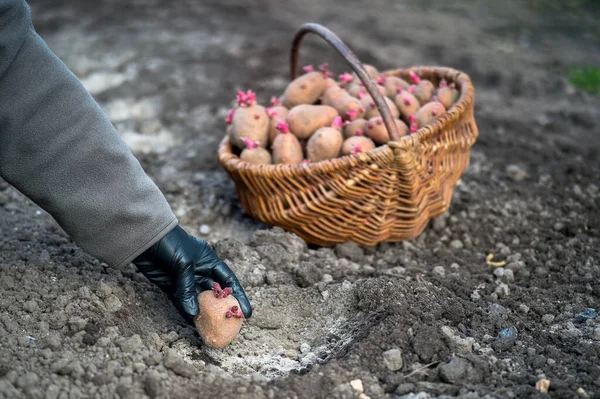Ein Bauer mit schwarzem Handschuh pflanzt Kartoffeln in einer Knolle in ein Loch mit Dünger und Asche auf dem Hintergrund eines Korbs mit Samen auf einem irdenen Beet. Hintergrund — Stockfoto