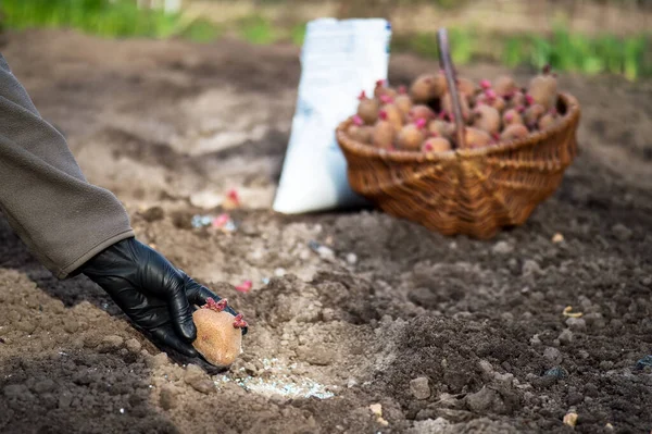 Un fermier remet un gant noir plante des pommes de terre dans un tubercule dans un trou avec de l'engrais sur le fond d'un panier avec des graines et un sac blanc avec des engrais sur un lit de terre. Contexte — Photo