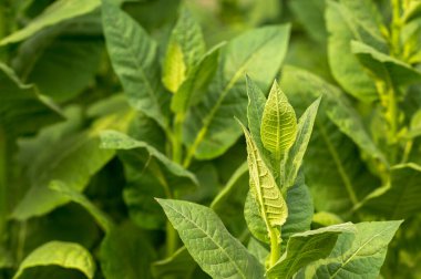Yakın planda tütün çalıları ve güneş ışığında parlak yeşil yapraklar. Arkaplan