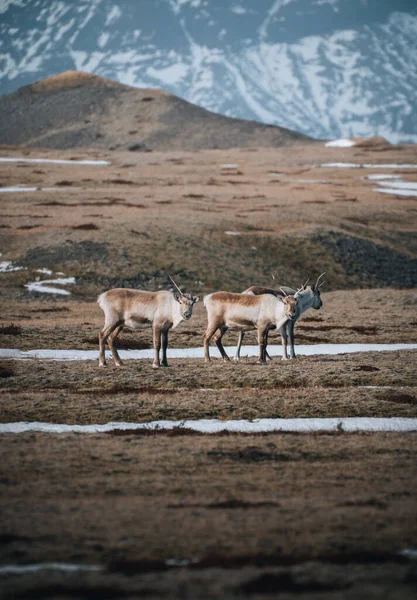 Troupeau Rennes Sauvages Islande Pendant Hiver Regardant Caméra Photo Prise — Photo