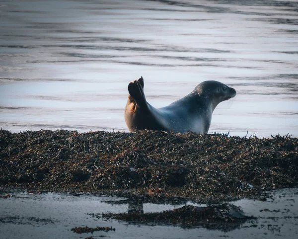 Izlandi fókák a vízben. Nyugi a hínárral. Sziklák, állatok a természet élőhelyén az Északi-tenger partjai mentén — Stock Fotó