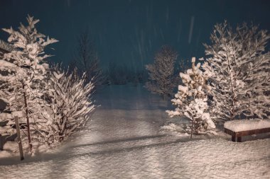 Snowy trees on winter mountains during night